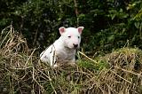 BULL TERRIER MINIATURE 271